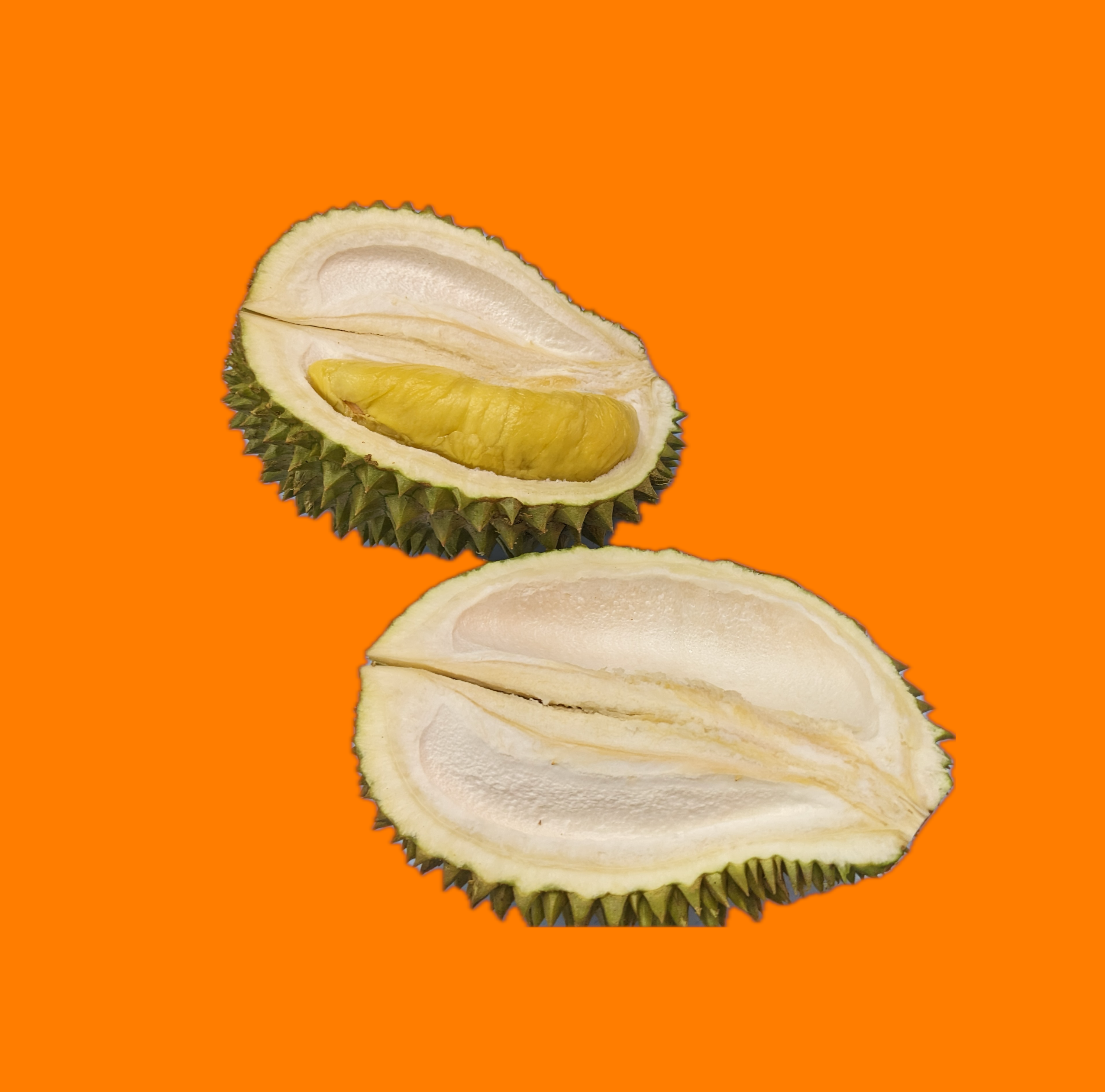 ドリアンレア品種苗 Durio macrantha Dwarf Type DD1 マレーシアの