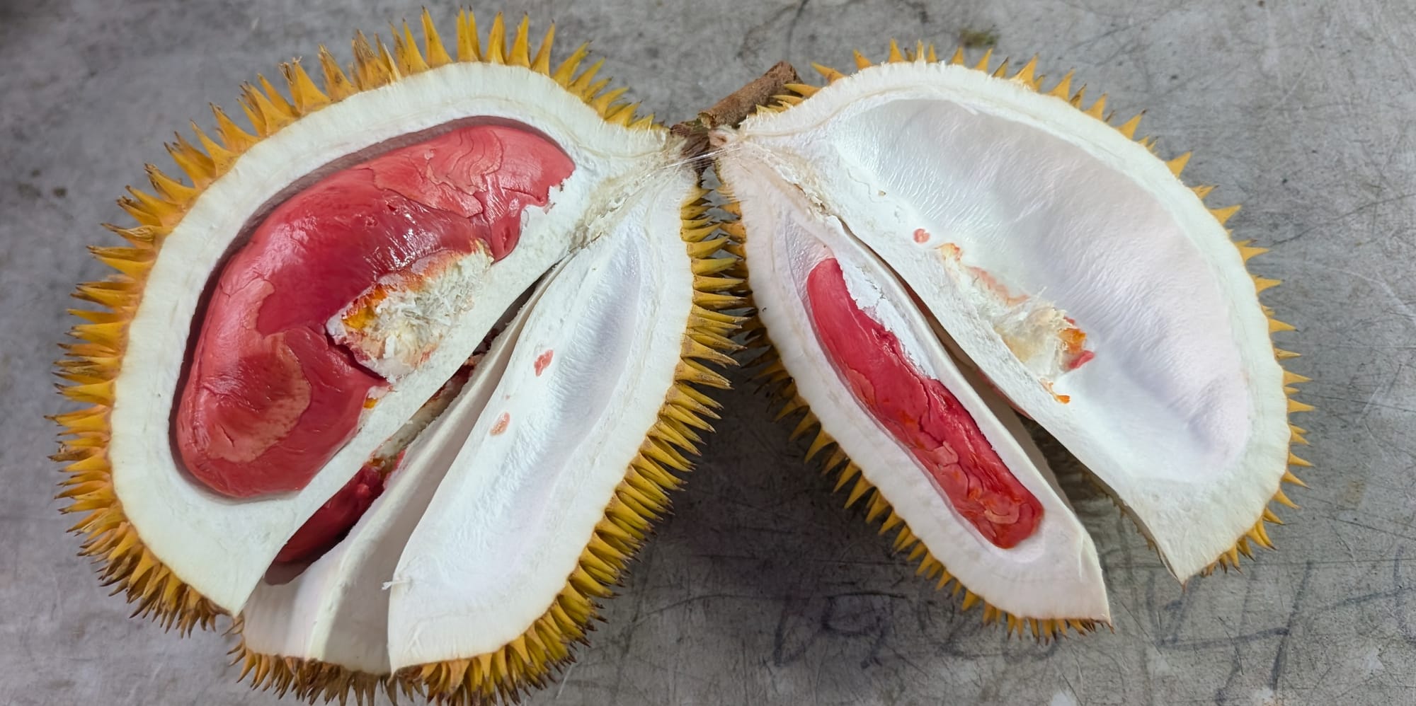 野生種×商用種のハイブリッドドリアン テノムビューティーを味わう