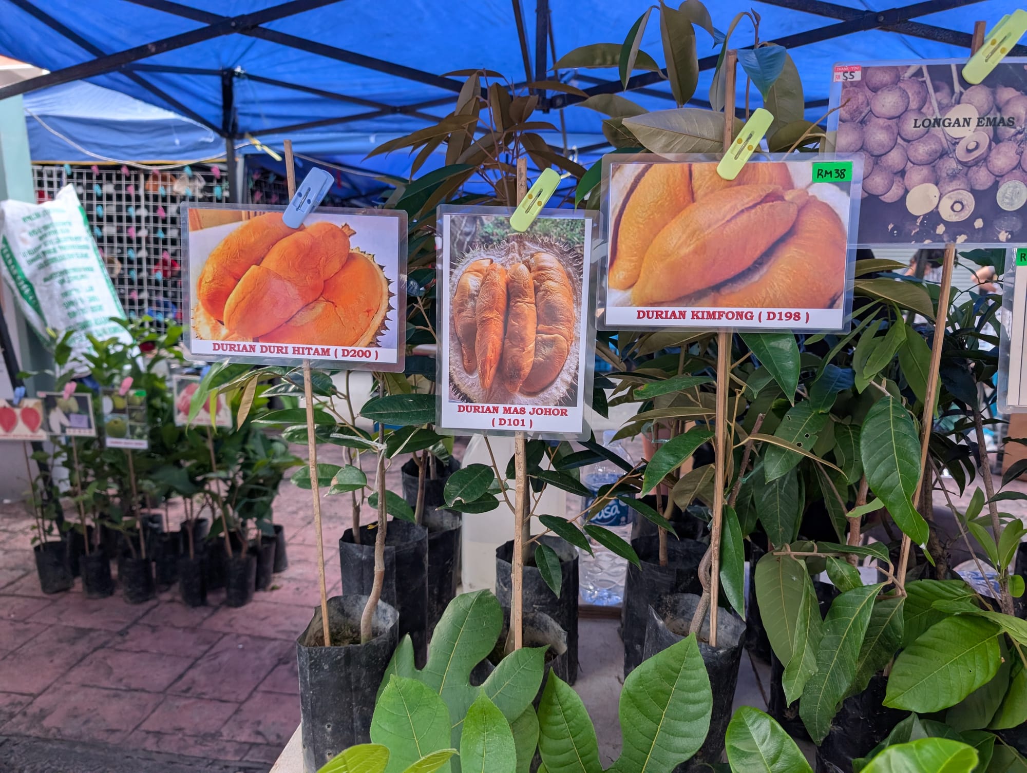 ガヤストリートのサンデーマーケットを散策@コタキナバル