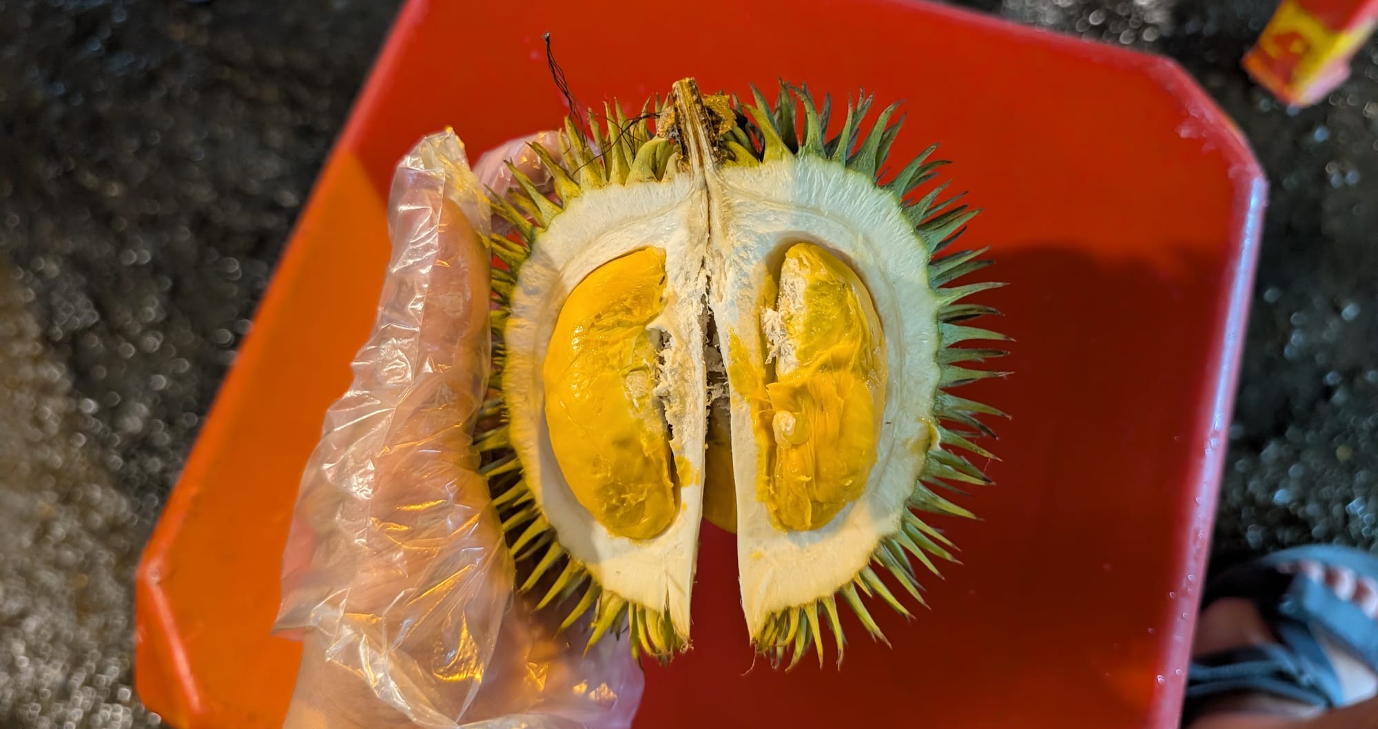 オレンジ色の野生種ドリアン Durio graveolensを味わう@コタキナバル