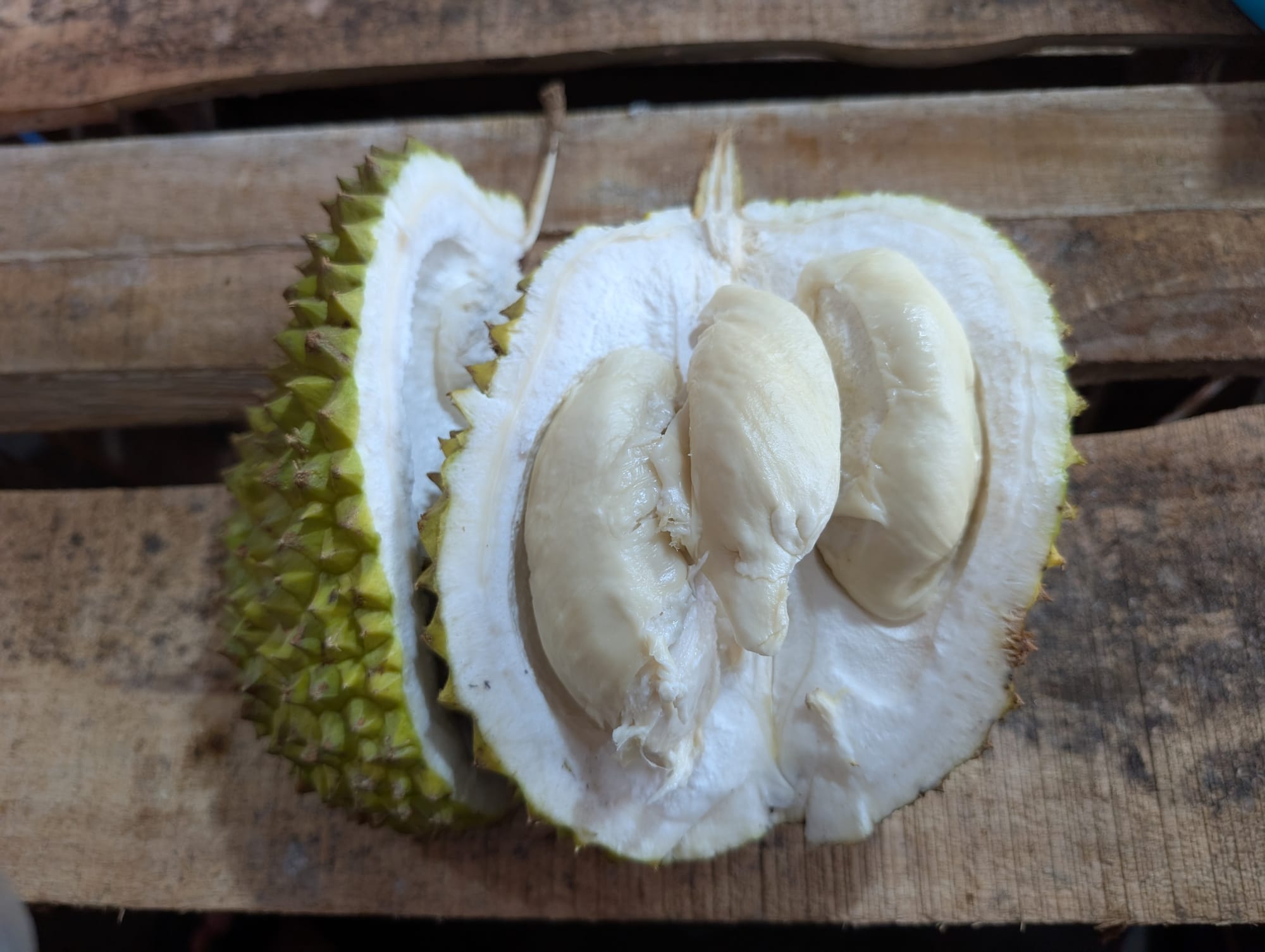 ジョグジャカルタ産ローカル ドリアンを味わう@ジョグジャカルタ