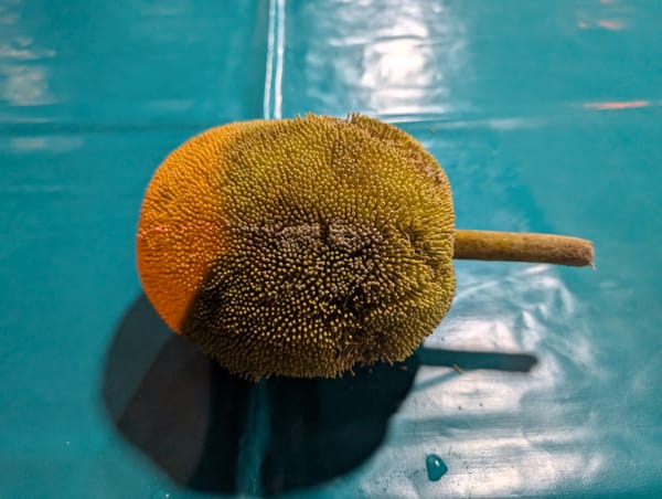 ドリアン似の果物 タラップを食す@コタキナバル