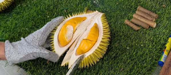 野生種×商用種のハイブリッドドリアン スルックキングを味わう@クチン