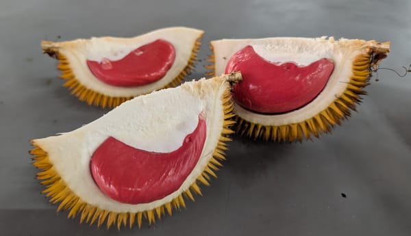 赤色の野生種ドリアン Durio graveolensを味わう@コタキナバル