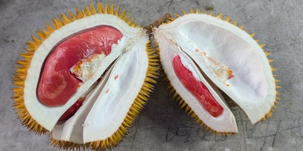 野生種×商用種のハイブリッドドリアン テノムビューティーを味わう@コタキナバル